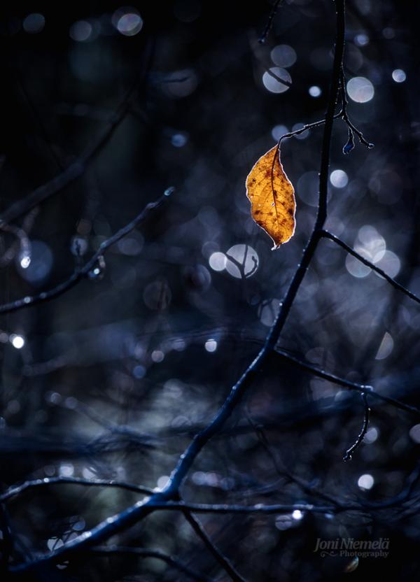 Bokeh Photography by Joni Niemelä