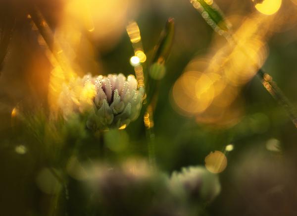Bokeh Photography by Joni Niemelä