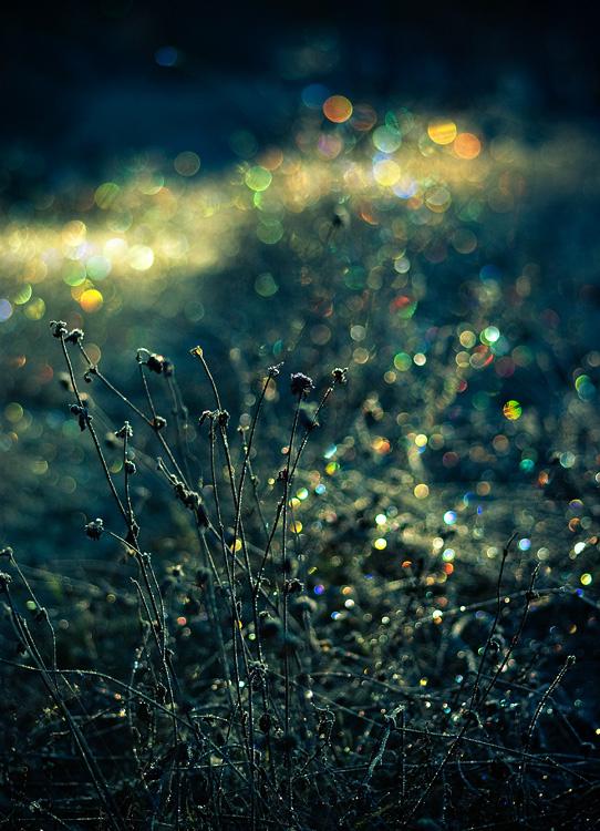 Bokeh Photography by Joni Niemelä