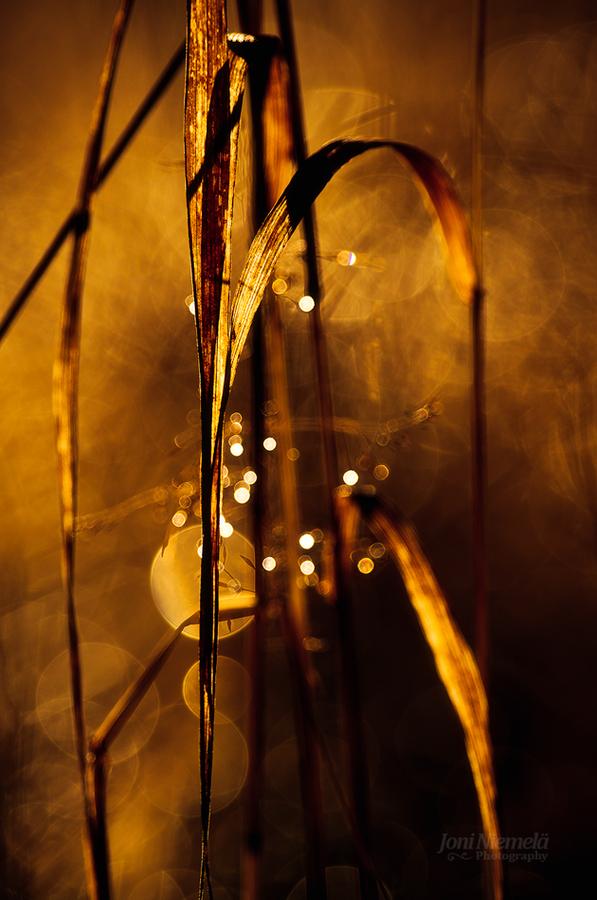 Bokeh Photography by Joni Niemelä