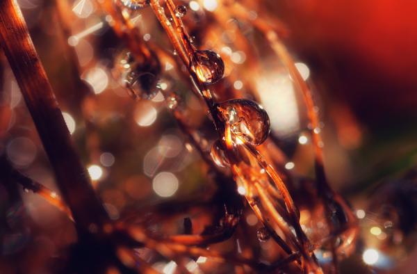 Bokeh Photography by Joni Niemelä