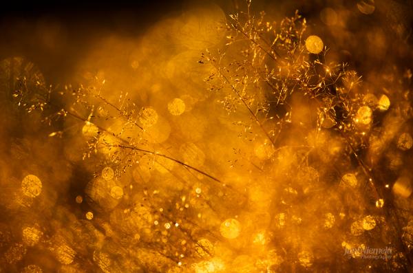Bokeh Photography by Joni Niemelä
