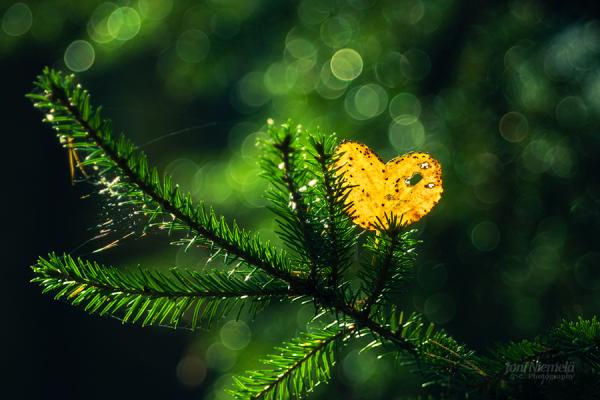 Bokeh Photography by Joni Niemelä