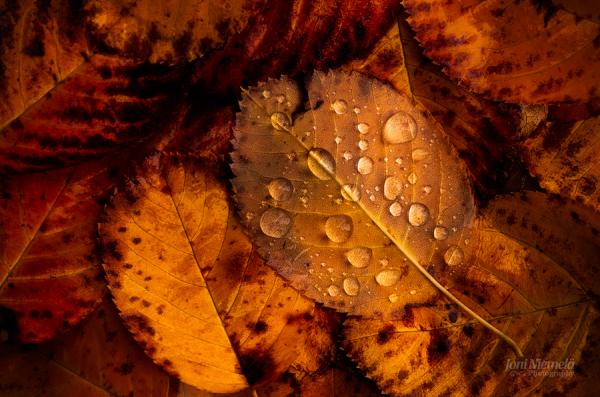 Bokeh Photography by Joni Niemelä