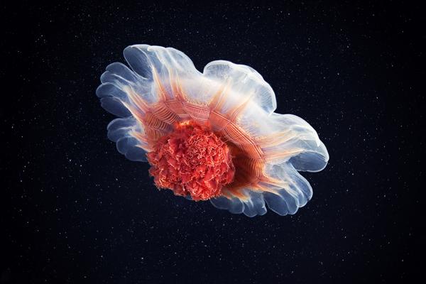 Jellyfish Madness by Alexander Semenov