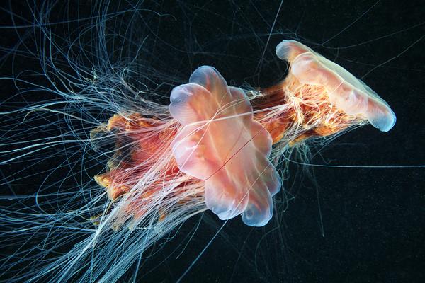 Jellyfish Madness by Alexander Semenov