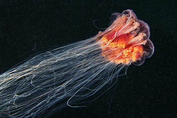 Jellyfish Madness by Alexander Semenov
