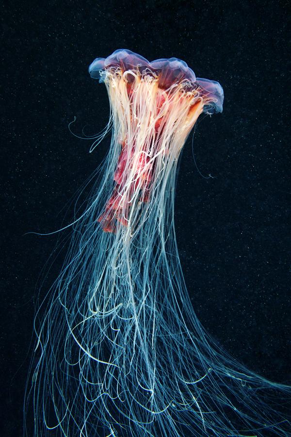 Jellyfish Madness by Alexander Semenov