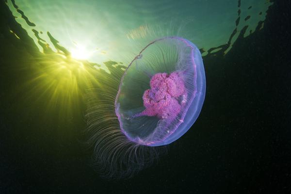 Jellyfish Madness by Alexander Semenov