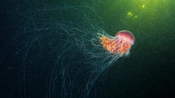 Jellyfish Madness by Alexander Semenov