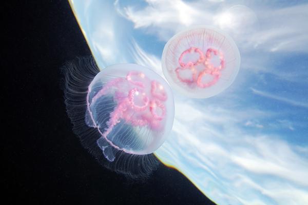 Jellyfish Madness by Alexander Semenov