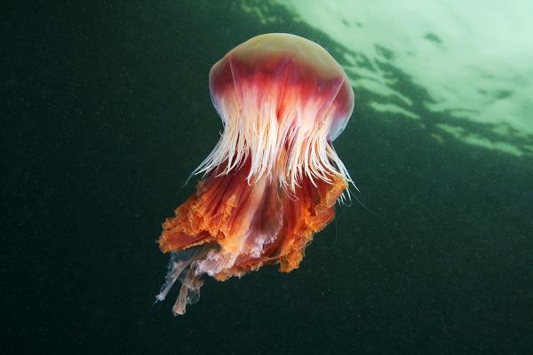 Jellyfish Madness by Alexander Semenov