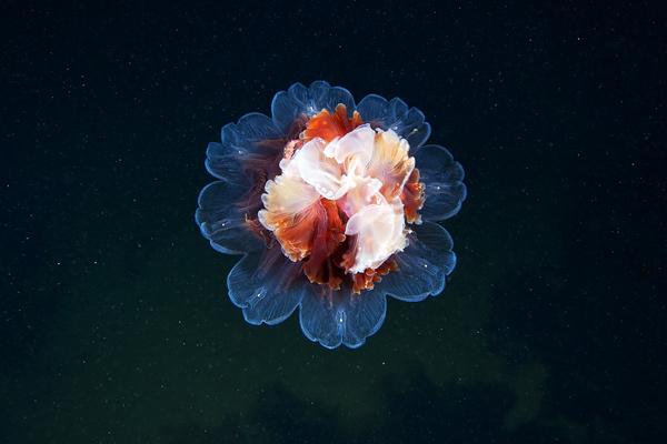Jellyfish Madness by Alexander Semenov