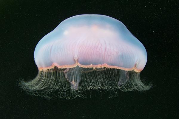 Jellyfish Madness by Alexander Semenov