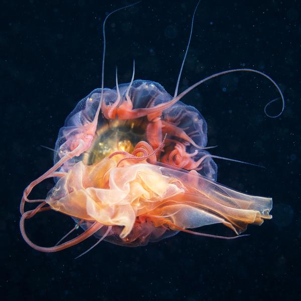 Jellyfish Madness by Alexander Semenov