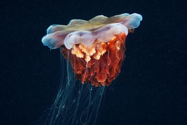 Jellyfish Madness by Alexander Semenov