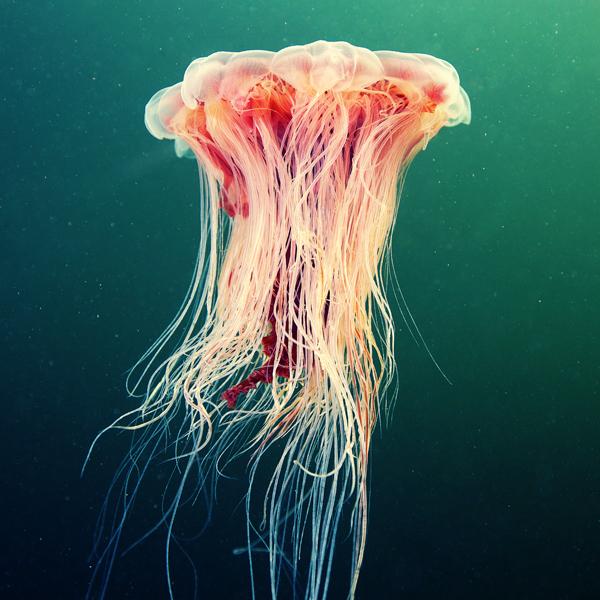 Jellyfish Madness by Alexander Semenov