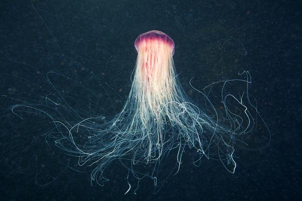 Jellyfish Madness by Alexander Semenov