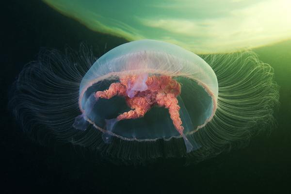 Jellyfish Madness by Alexander Semenov