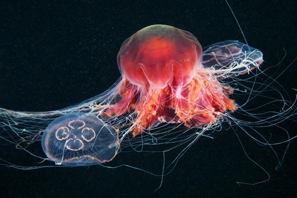 Jellyfish Madness by Alexander Semenov