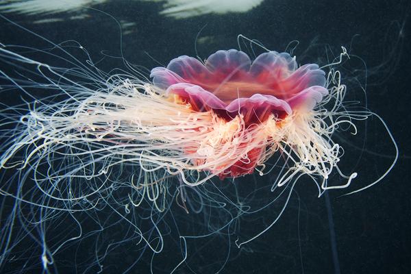 Jellyfish Madness by Alexander Semenov