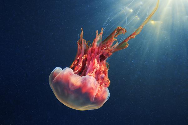 Jellyfish Madness by Alexander Semenov