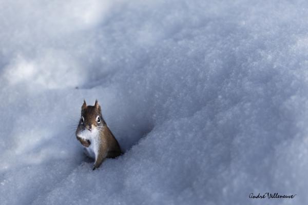 Cute Animal Photography by Andre Villeneuve