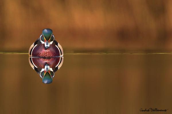 Cute Animal Photography by Andre Villeneuve