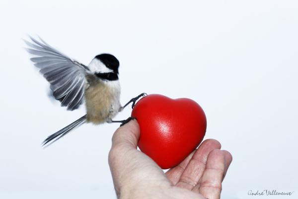 Cute Animal Photography by Andre Villeneuve