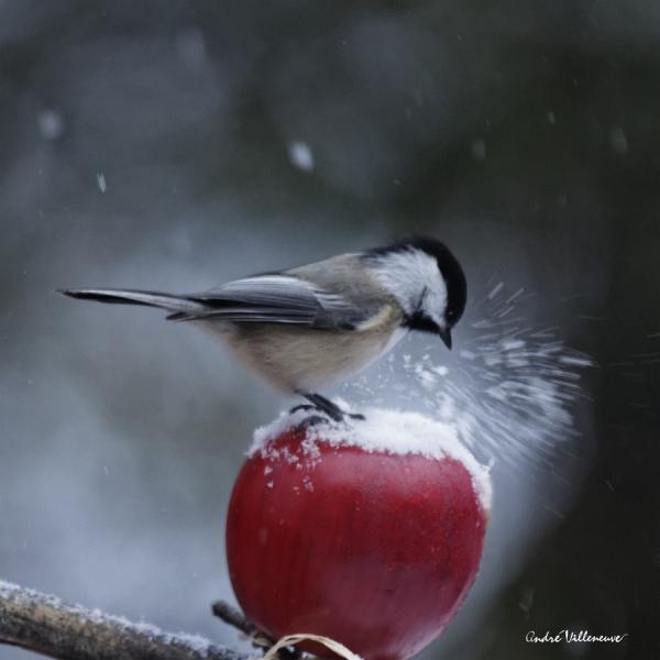 Cute Animal Photography by Andre Villeneuve