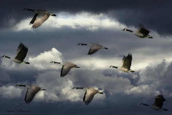 Cute Animal Photography by Andre Villeneuve