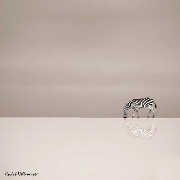 Cute Animal Photography by Andre Villeneuve
