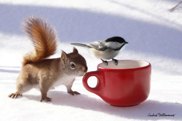 Cute Animal Photography by Andre Villeneuve