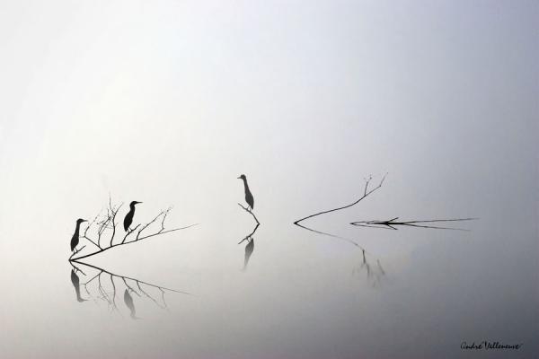 Cute Animal Photography by Andre Villeneuve