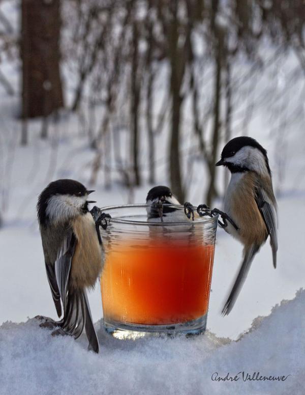 Cute Animal Photography by Andre Villeneuve
