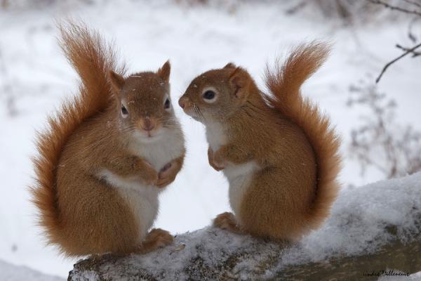 Cute Animal Photography by Andre Villeneuve