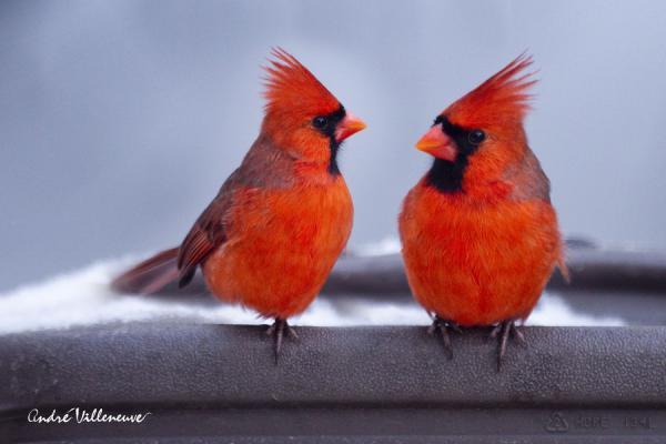 Cute Animal Photography by Andre Villeneuve