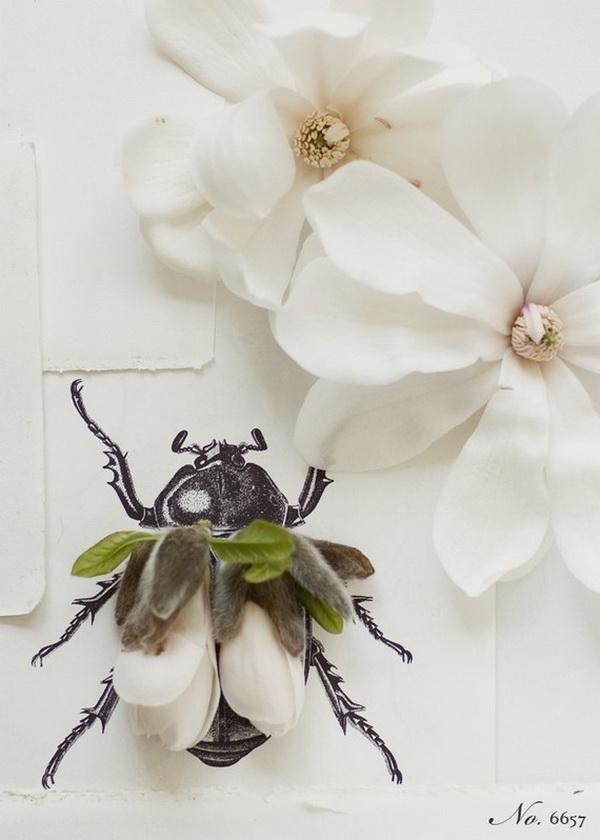 Creative Flower Shoots by Kari Herer