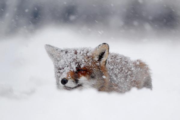Fox in the Snow by Roeselien Raimond