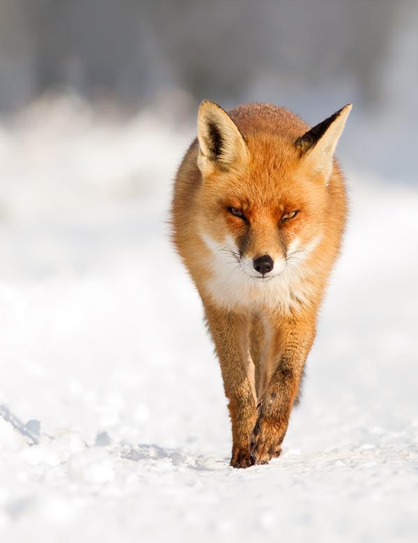 Fox in the Snow by Roeselien Raimond