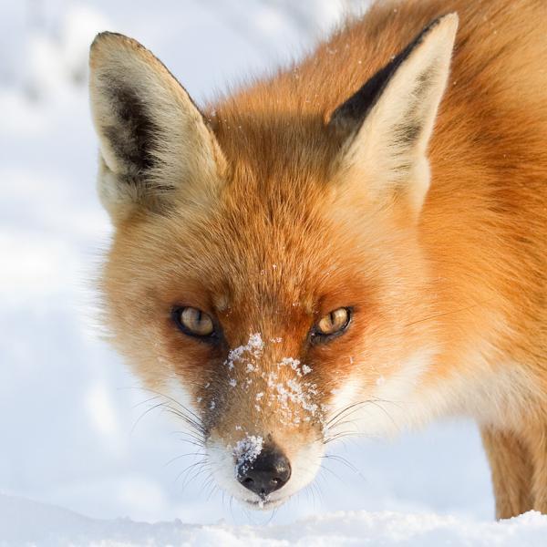 Fox in the Snow by Roeselien Raimond