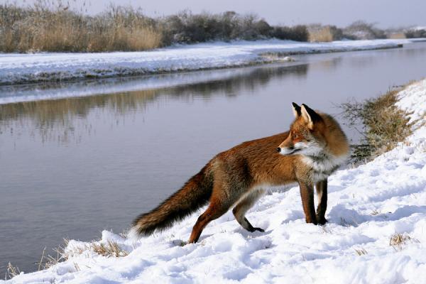 Fox in the Snow by Roeselien Raimond