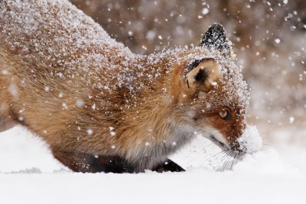Fox in the Snow by Roeselien Raimond