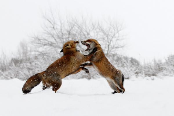 Fox in the Snow by Roeselien Raimond