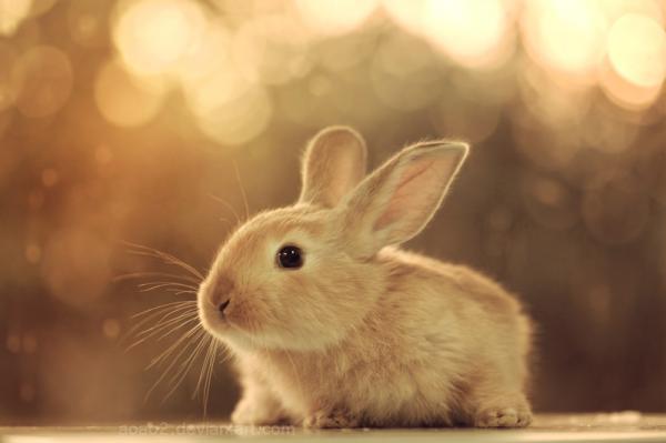 Cute Animals Photography by Essa Al Mazroee