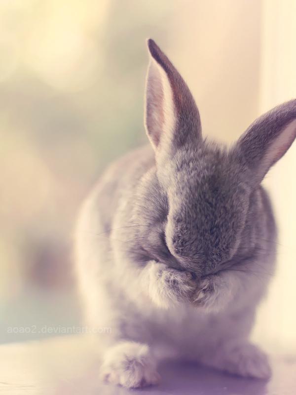 Cute Animals Photography by Essa Al Mazroee
