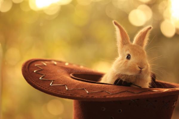 Cute Animals Photography by Essa Al Mazroee