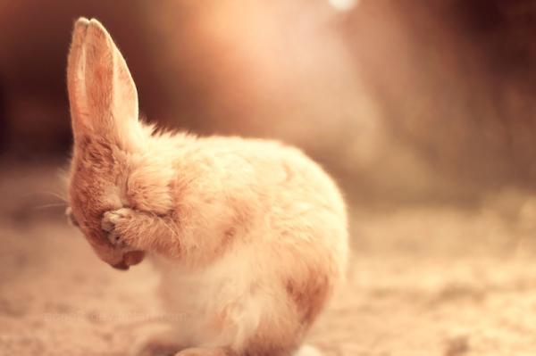 Cute Animals Photography by Essa Al Mazroee