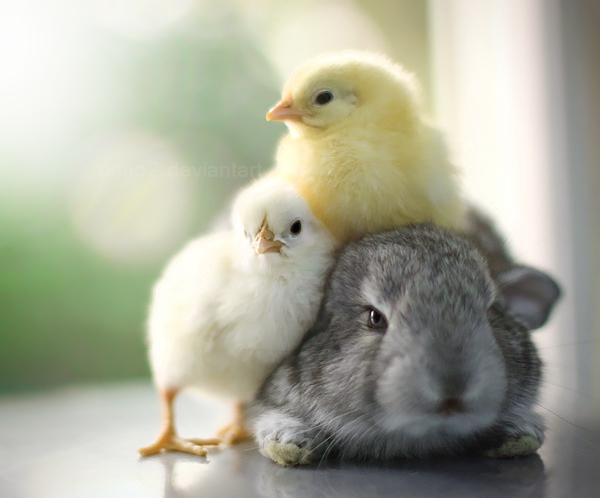 Cute Animals Photography by Essa Al Mazroee