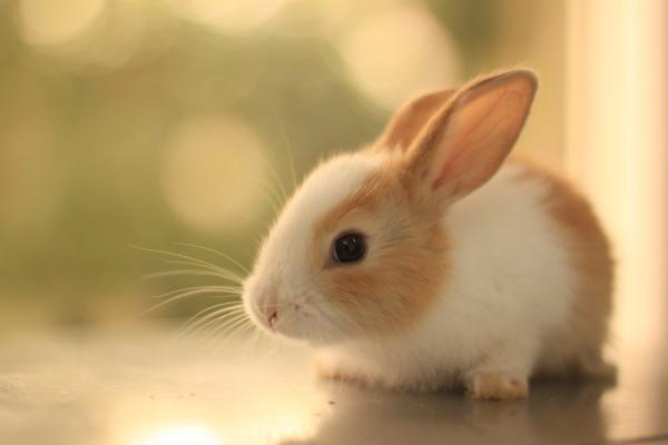 Cute Animals Photography by Essa Al Mazroee